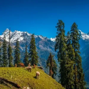 Himachal Pradesh - Honeymoon